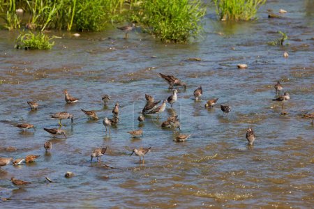 Manada de aves playeras en el río durante la migración