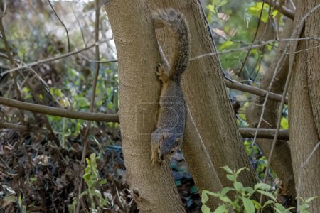 Das Fuchshörnchen (Sciurus niger), auch als östliches Fuchshörnchen oder Bryants Fuchshörnchen bekannt .