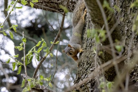 The fox squirrel (Sciurus niger), also known as the eastern fox squirrel or Bryant's fox squirrel .
