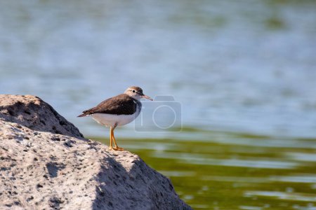 Common sandpiper searching for food on the coast and in shallow waters