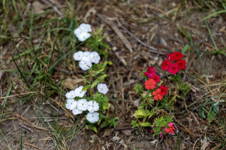  Hybrid Phlox. Es ist eine beeindruckende Gartenblume. Rein weiße Blüten mit violettem Auge blühen im Frühsommer Es ist ein Liebling der Bestäuber, die in Ihrem Garten verweilen, wann immer sie blühen.