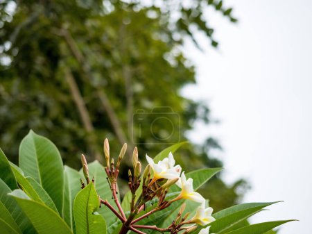 Foto de White frangipani flowers or champa flowers in the garden - Imagen libre de derechos
