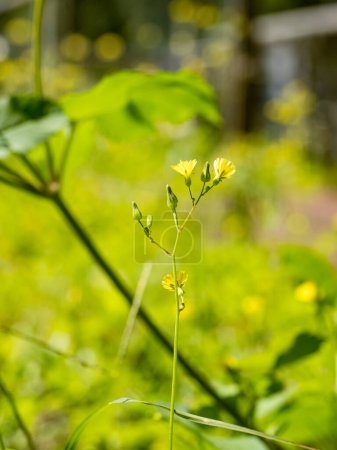Téléchargez les photos : Fleurs jaunes minuscules dans le jardin - en image libre de droit