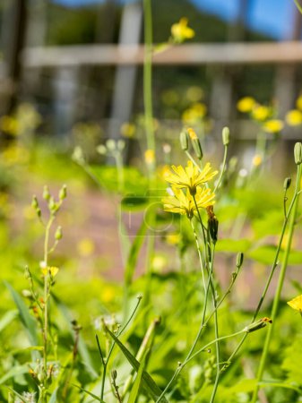 Téléchargez les photos : Fleurs jaunes minuscules dans le jardin - en image libre de droit
