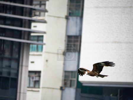 Téléchargez les photos : Milvus migrans en Taïwan. - en image libre de droit