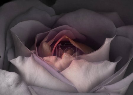 Téléchargez les photos : Belle rose romantique sensuelle gros plan photo. Tête de fleur en papier peint pleine fleur. Rose rouge Saint-Valentin. Coeur en forme. - en image libre de droit