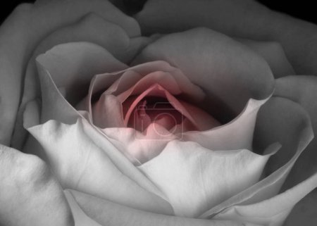 Beautiful rose romantic sensual close up photo. Flower head in full bloom wallpaper. Valentine red rose. Heart shaped.