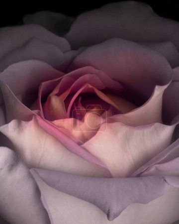 Téléchargez les photos : Belle rose romantique sensuelle gros plan photo. Tête de fleur en papier peint pleine fleur. Rose rouge Saint-Valentin. Coeur en forme. - en image libre de droit