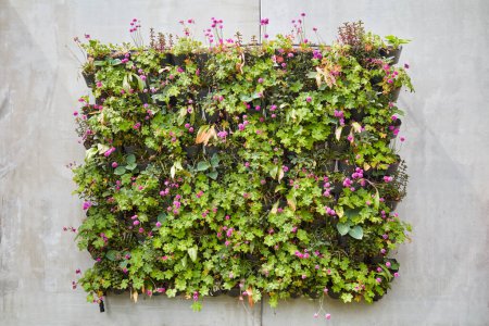Photo for Concrete wall with block of hanging baskets with green plants - Royalty Free Image
