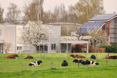 Landwirtschaftliche Wiese mit Kühen vor modernen freistehenden Luxushäusern in den Niederlanden im Frühjahr