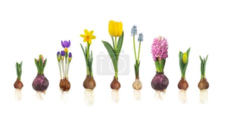 Etapas de crecimiento de tulipán, jacinto, uva azul, azafrán y narciso desde el bulbo de flores hasta la flor en flor aislada sobre un fondo blanco