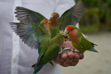 Foto de Four green and red lovebirds playing on a hand with food - Imagen libre de derechos