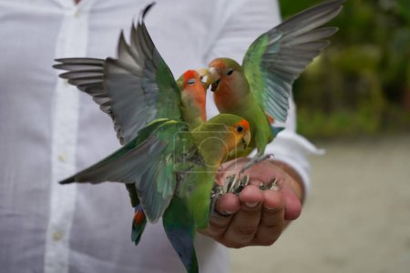 Foto de Three green, blue and red lovebirds playing on a hand - Imagen libre de derechos