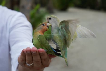 Foto de Couple of green, white and red lovebirds playing on a hand - Imagen libre de derechos