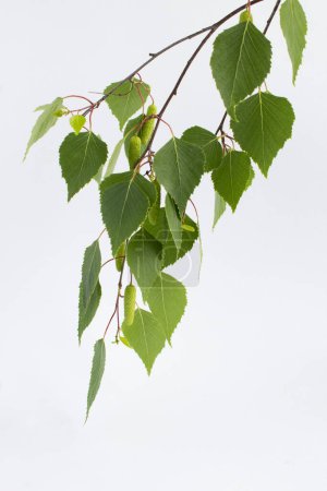 Green birch branch on the white background. Close-up. Locatopn vertical.
