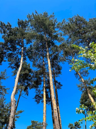 Photo for Beautiful view of pines against the blue sky. Close-up. - Royalty Free Image
