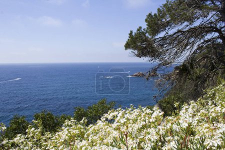 Beautiful view of the sea, coast and white flowers on the summer day. Lloret de Mar. Spain.