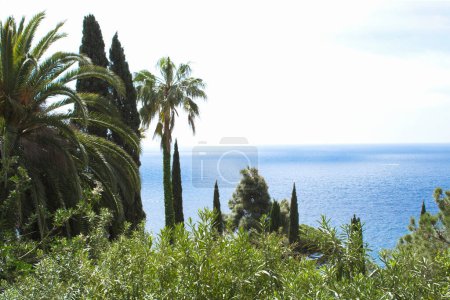 Beautiful view of the sea and palm tree on the summer day. Lloret de Mar. Spain.