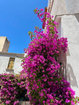 Beautiful view of the house and pink flowers on a summer day. Lloret de Mar. Spain.