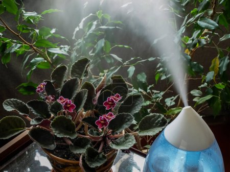 Photo for Humidifier creates a favorable environment for indoor plants - Royalty Free Image