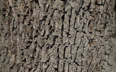 Rough surface of the bark of an old tree