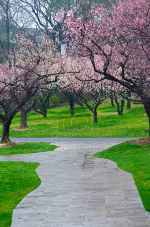 Foto de Wuhan East Lake plum blossom Garden Spring Scenery - Imagen libre de derechos