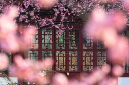 Foto de Wuhan East Lake plum blossom Garden Spring Scenery - Imagen libre de derechos