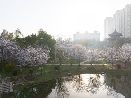 Fleurs de cerisier fleurissent au parc Dijiao à Wuhan, Hubei, Chine