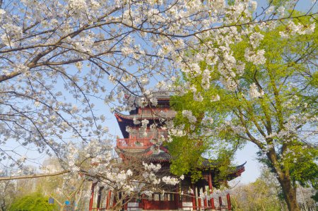 Foto de Flores de cerezo florecen en Dijiao Park en Wuhan, Hubei, China - Imagen libre de derechos