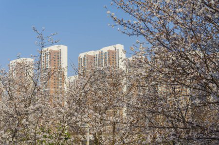 Kirschblüten blühen im Dijiao Park in Wuhan, Hubei, China