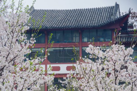 Flores de cerezo en Qingchuange Park en Wuhan, Hubei, China