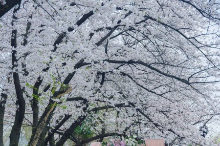 Cherry blossoms in Qingchuange Park in Wuhan, Hubei, China
