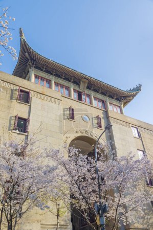 Cherry blossoms in full bloom at Wuhan University in Hubei, China