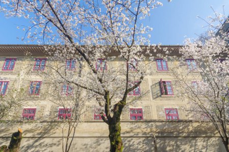 Cherry blossoms in full bloom at Wuhan University in Hubei, China