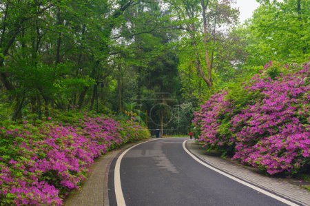 Photo for Rhododendrons bloom in Moshan scenic spot on East Lake in Wuhan, Hubei province - Royalty Free Image