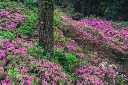 Photo for Rhododendrons bloom in Moshan scenic spot on East Lake in Wuhan, Hubei province - Royalty Free Image