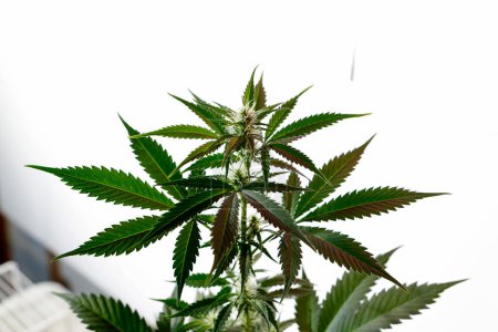 Foto de Marijuana,  Cannabis Plant Growing in nursery - Imagen libre de derechos