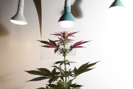 Foto de Marijuana,  Cannabis Plants Growing under lamps - Imagen libre de derechos