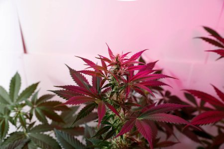 Photo for Growing Marijuana and Cannabis Plants Indoors - Royalty Free Image