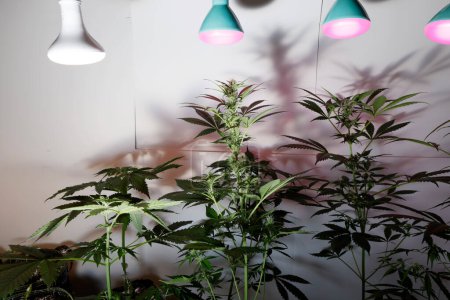 Foto de Growing Marijuana and Cannabis Plants Indoors - Imagen libre de derechos