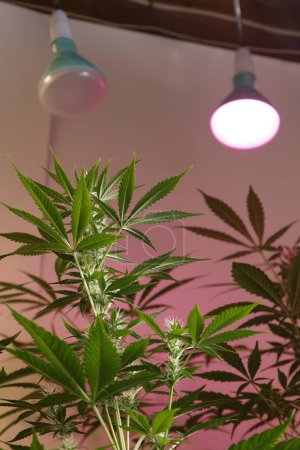 Téléchargez les photos : Growing Marijuana and Cannabis Plants Indoors - en image libre de droit