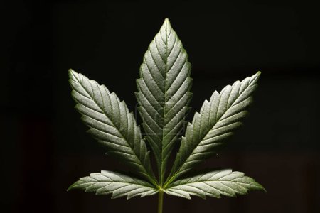 Téléchargez les photos : Marijuana and Cannabis Leaf, Closeup Detail - en image libre de droit
