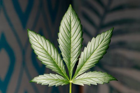 Foto de Marijuana and Cannabis Leaf, Closeup Detail - Imagen libre de derechos