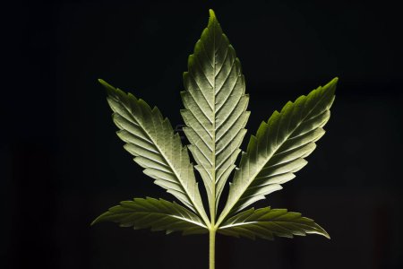Foto de Marijuana and Cannabis Leaf, Closeup Detail - Imagen libre de derechos