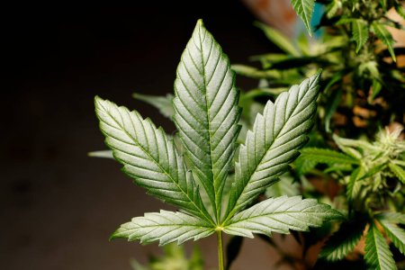 Foto de Marihuana y hoja de cannabis, detalle de primer plano - Imagen libre de derechos