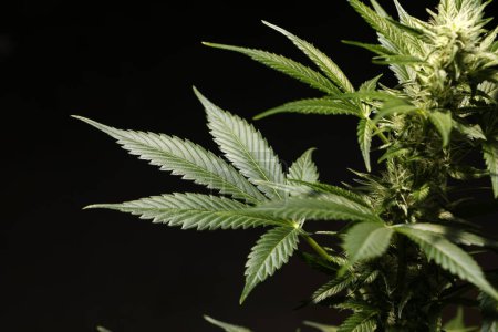 Téléchargez les photos : Cultiver des plants de marijuana et de cannabis - en image libre de droit