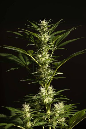 Photo for Growing Marijuana and Cannabis Plants - Royalty Free Image