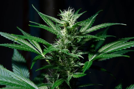 Growing Marijuana and Cannabis Plants Indoors 