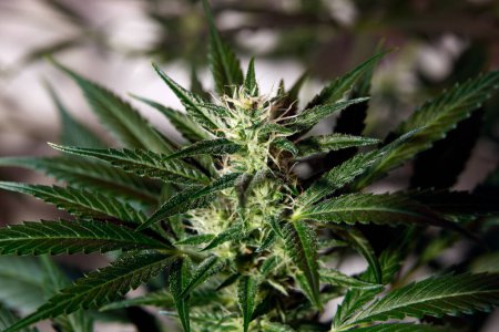 Foto de Marijuana and Cannabis Plants Growing in Indoor Garden - Imagen libre de derechos