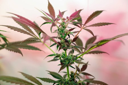 Foto de Plantas de marihuana y cannabis que crecen en el jardín interior - Imagen libre de derechos